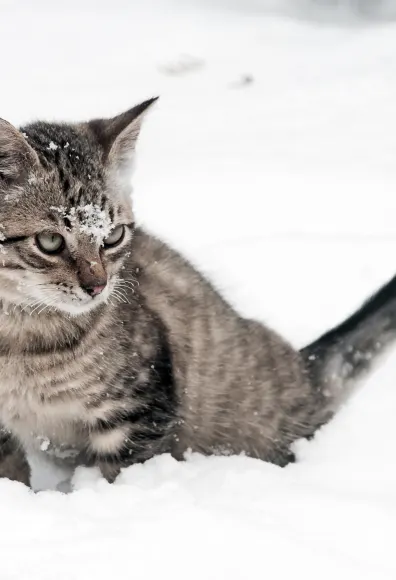 Cat in the snow